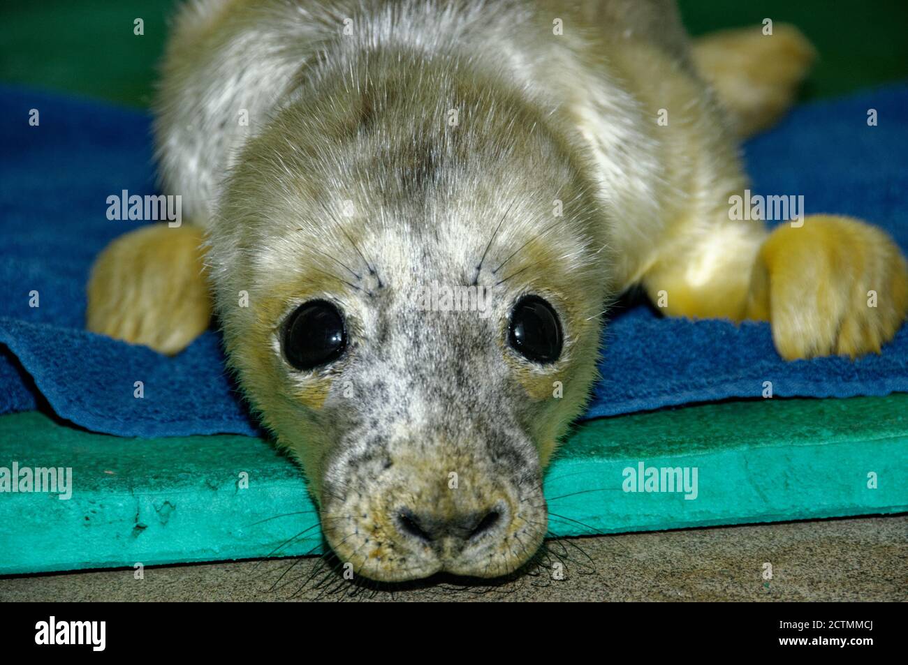 Phoque gris (Halichoerus grypus) Pup, couche blanche, repos dans les soins. Banque D'Images