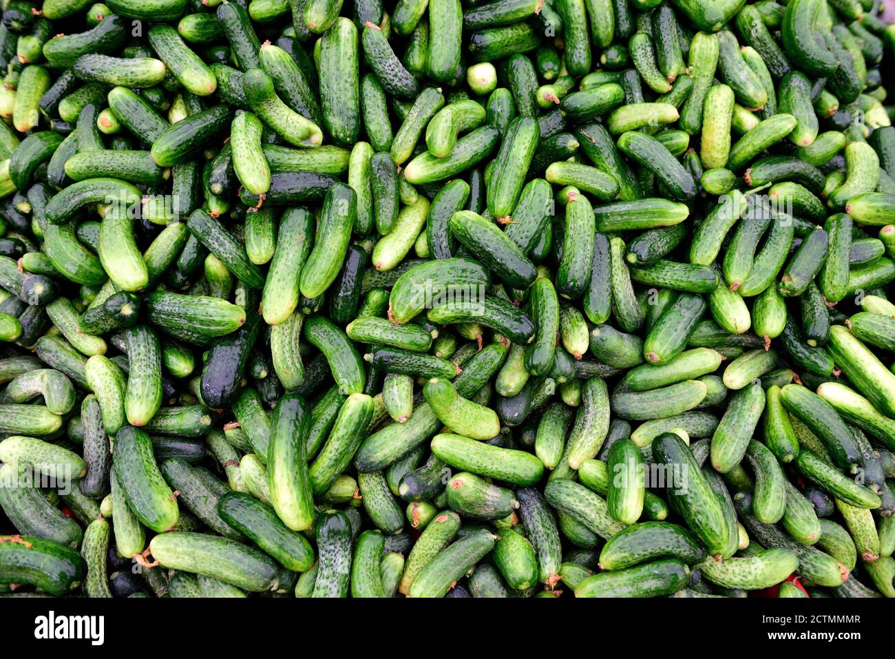 Mini-concombres turcs crus, fraîchement récoltés, dans un marché de produits agricoles, Istanbul, Turquie Banque D'Images