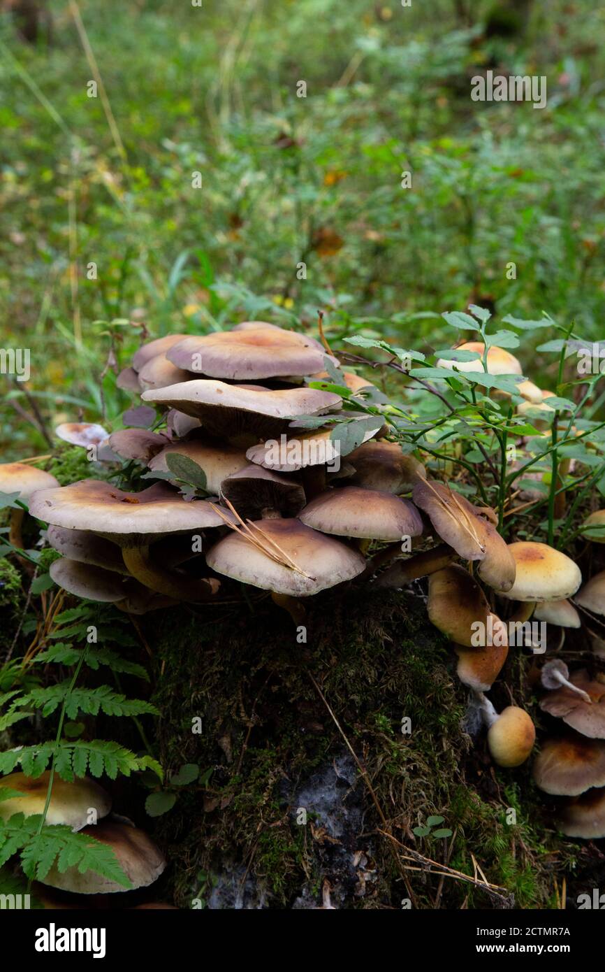 Champignons Tuft à soufre Hypholoma fasciculare poussant sur un tronc d'arbre. Banque D'Images