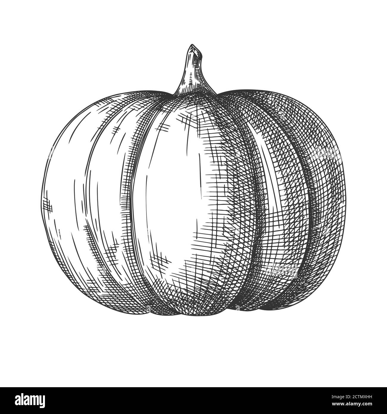 Hand drawn pumpkin isolé sur fond blanc. Vector illustration d'un croquis de style. Illustration de Vecteur