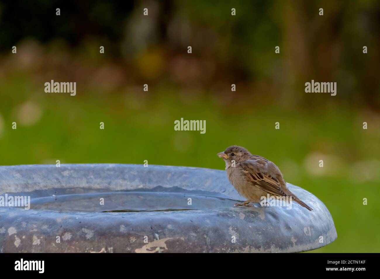 Jeune Dunnock perché sur le bord d'un bain d'oiseau Banque D'Images