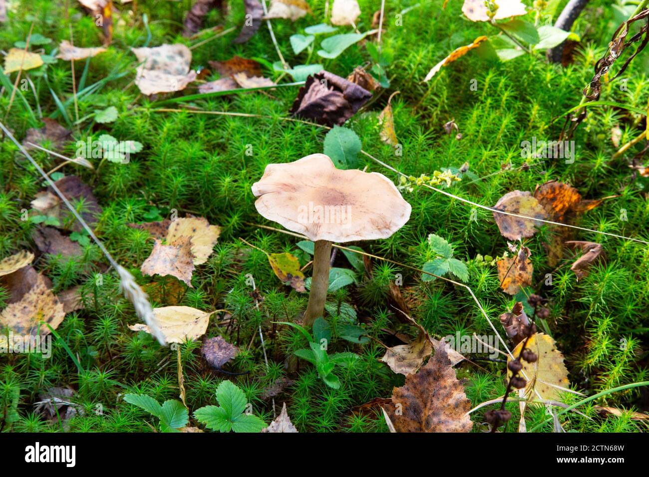 Amanita fulva champignon, également connu sous le nom de la grisette tawny Banque D'Images