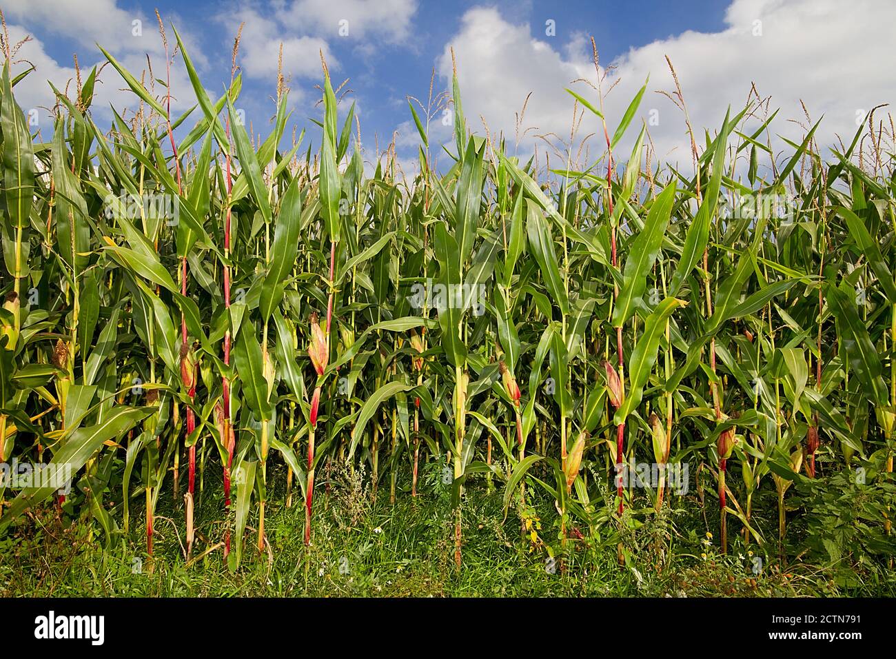 Récolte de maïs mûre sur un champ sous ciel bleu avec nuages blancs Banque D'Images