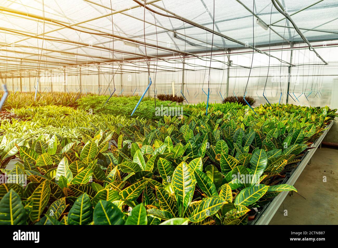 Grande serre ou serre moderne, culture et croissance plantes ornementales, pépinière de fleurs à l'intérieur Banque D'Images