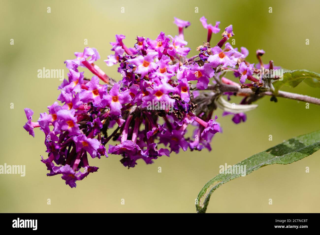 Gros plan de fleurs de tordeuse pourpre Banque D'Images