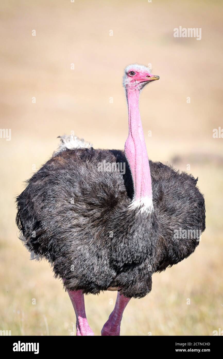 Masai ostrich (Struthio camelus massaicus) au Kenya, en Afrique Banque D'Images