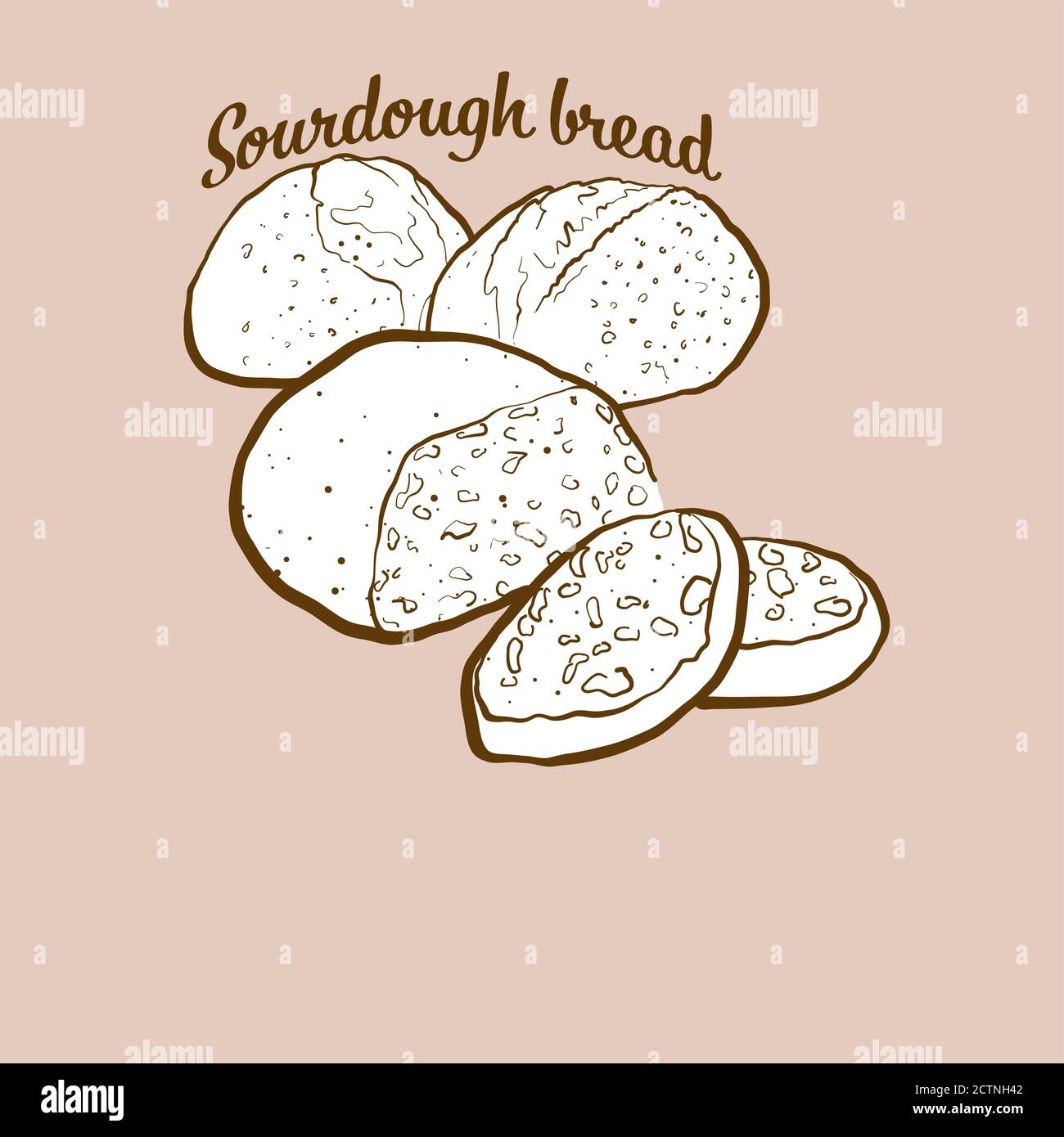 Illustration du pain Sourdough dessiné à la main. Levain, généralement connu dans le Croissant fertile. Série de mises en plan vectorielles. Illustration de Vecteur