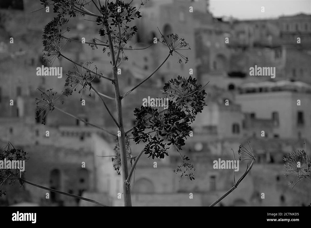 Légende émotionnelle du site de l'UNESCO Sassi du paysage urbain de Matera et fleurs brunes sauvages sèches en premier plan Banque D'Images