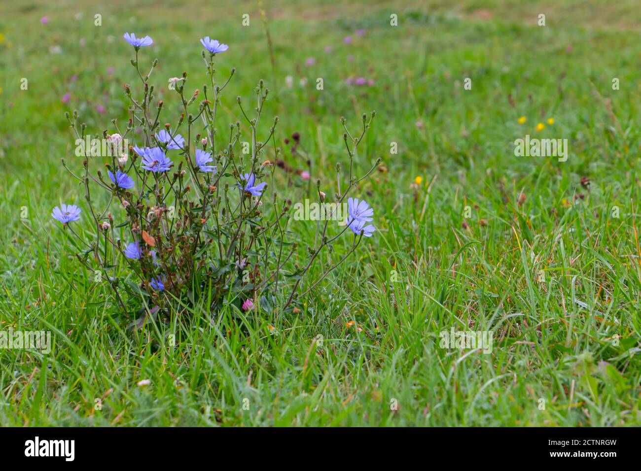 Chicorée commune dans l'herbe, également appelée Cichorium intybus ou Gemeine Wegwarte Banque D'Images