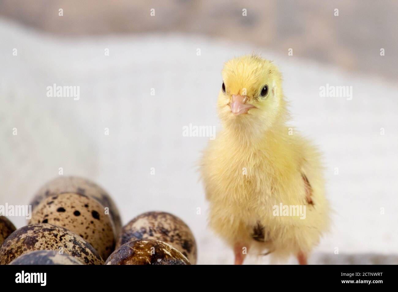 Poussin Vert Poulet jaune nouveau-né. Poussin éclos d'un œuf. Poussins avec fond d ...
