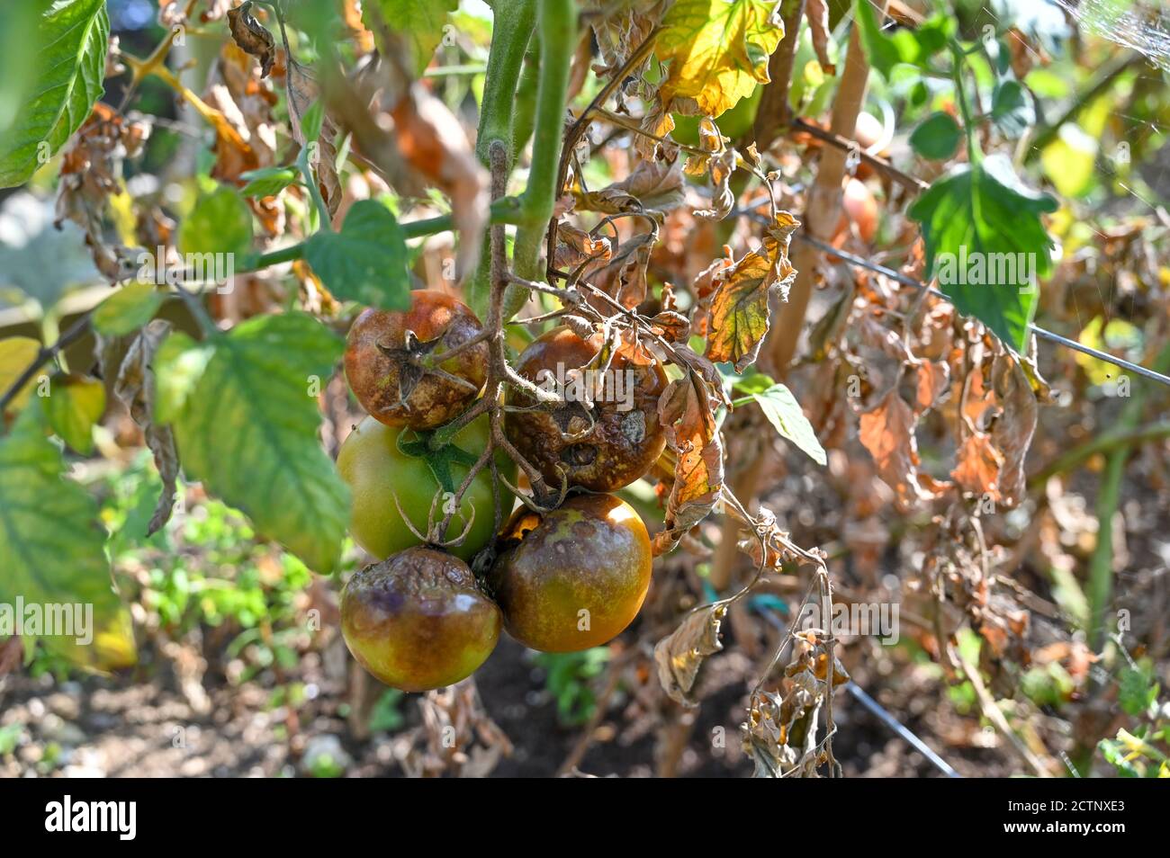 Tomates cultivées à l'extérieur souffrant de brûlure de tomate - la brûlure de tomate est maladie causée par un organisme semblable à un champignon qui se propage rapidement dans le feuillage Banque D'Images