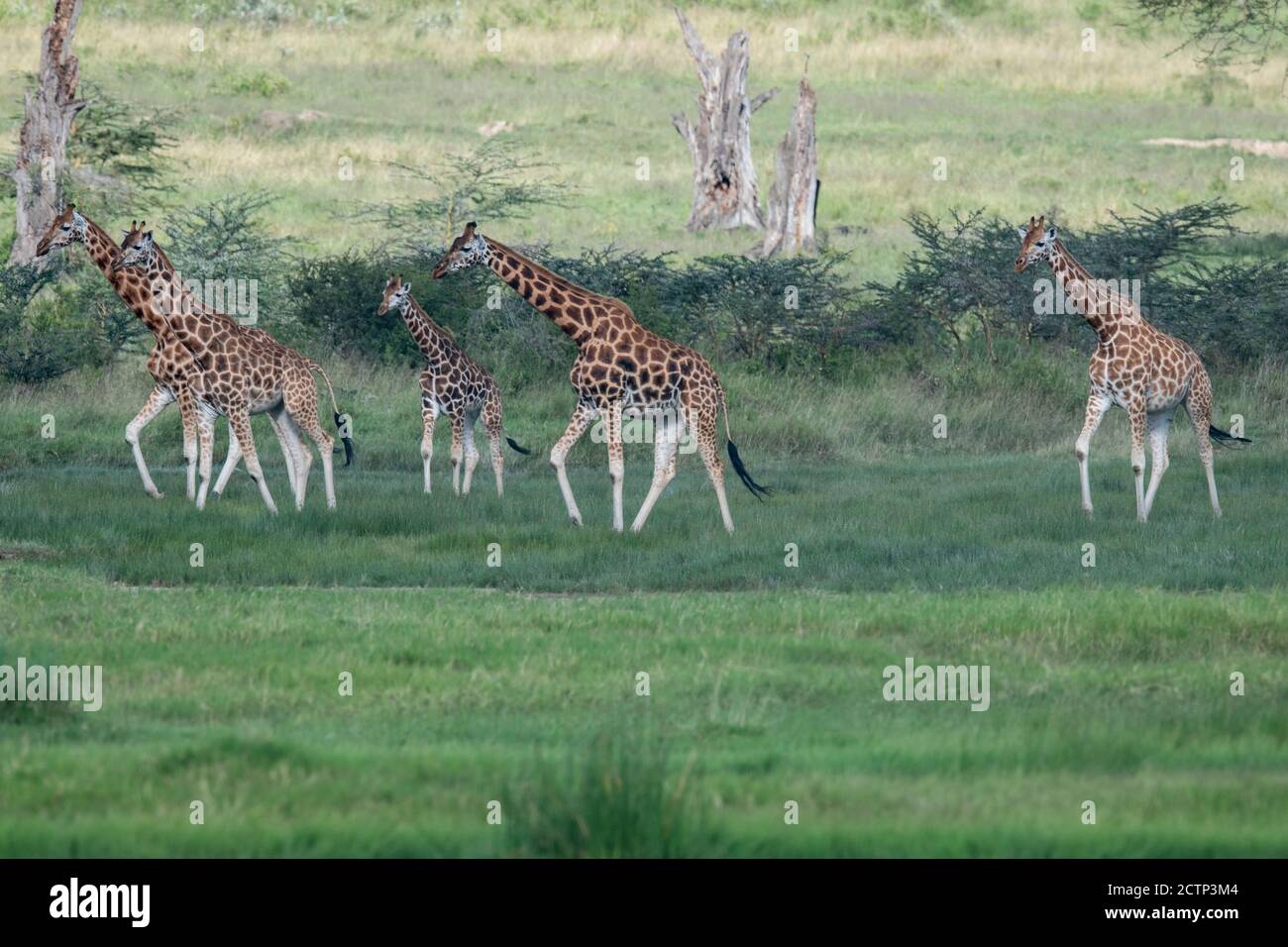 Girafes réticulés (Giraffa camelopardalis reticulata) Banque D'Images
