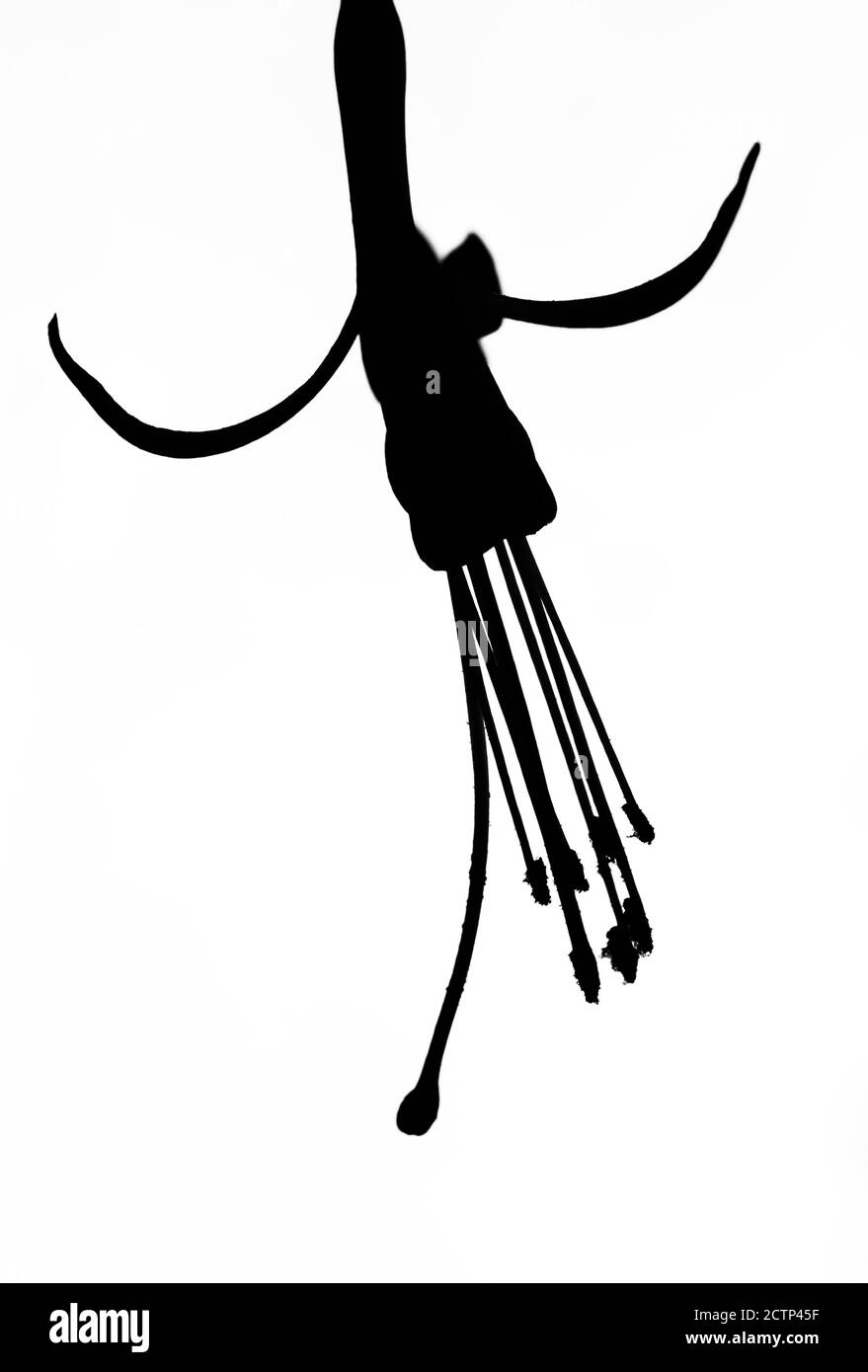 silhouette de fleur de fuchsia Banque D'Images