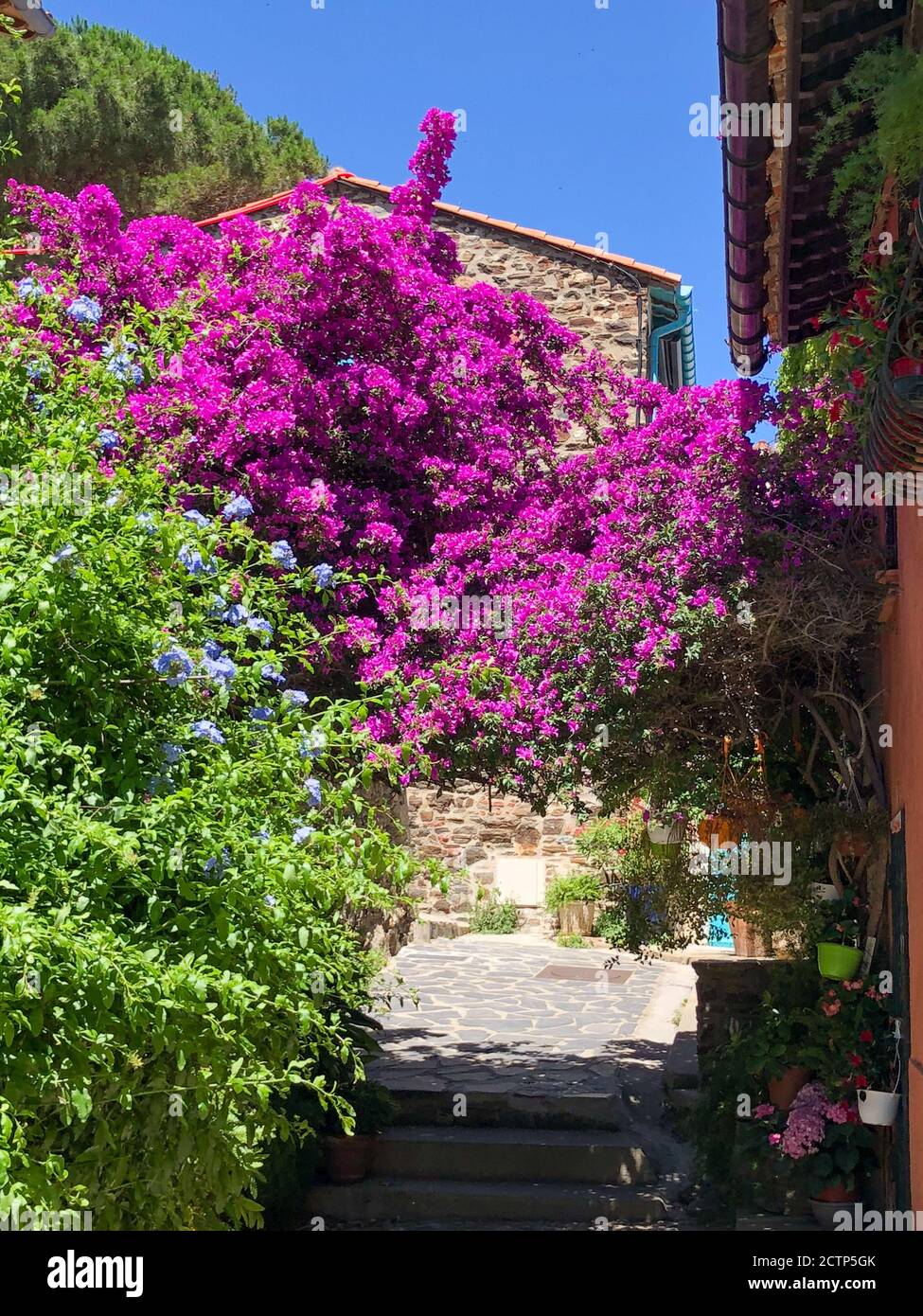 Une arche de fleurs roses, pourpres et bleues crée une couverture pour un trottoir dans la vieille ville de Collioure, en France, sur la mer Méditerranée. Banque D'Images