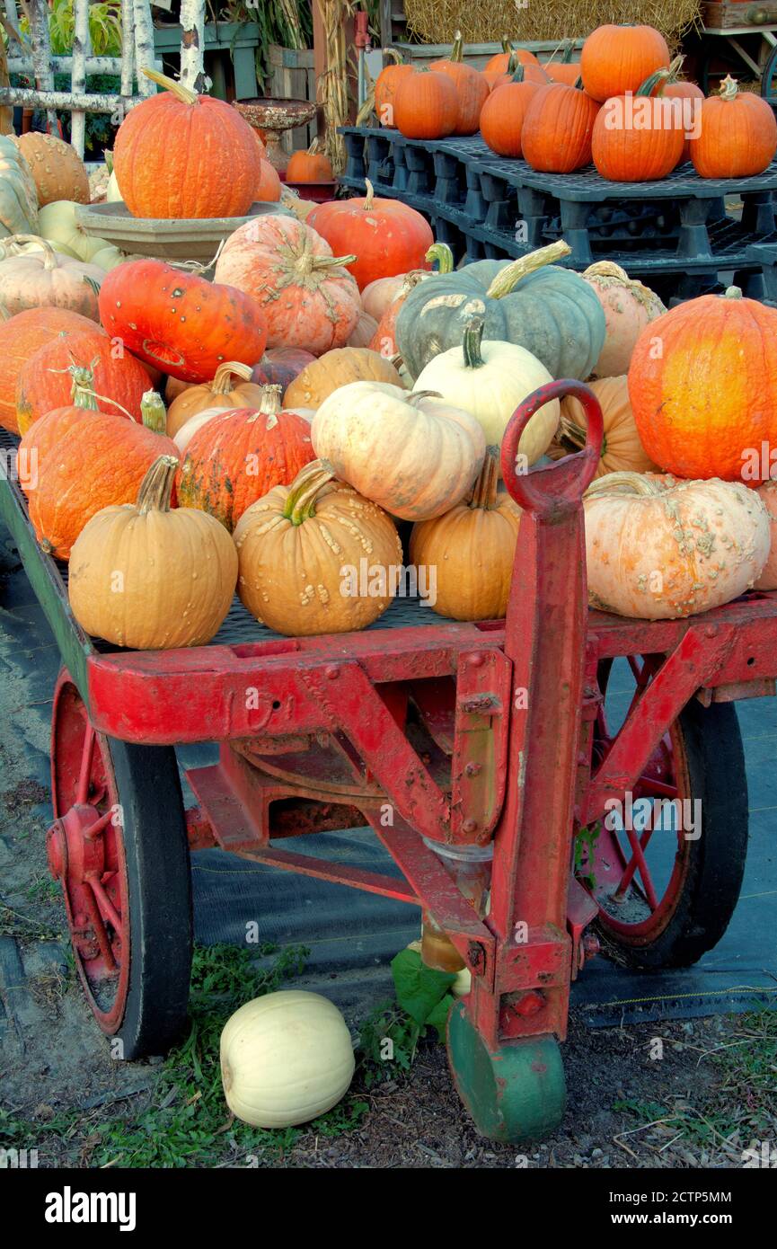 Thème saisonnier automne et Halloween. Assortiment coloré de citrouilles et de courges empilées sur un ancien chariot rouge au stand de ferme du Massachusetts. Banque D'Images