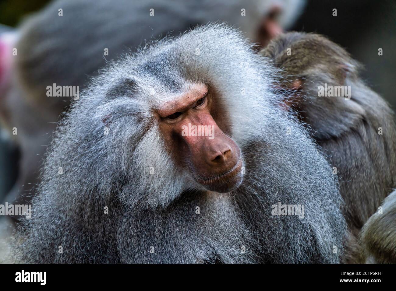 Le babouin hamadryas Papio hamadryas, est une espèce de babouin, étant originaire de la Corne de l'Afrique et l'extrémité sud-ouest de la péninsule arabique. Banque D'Images
