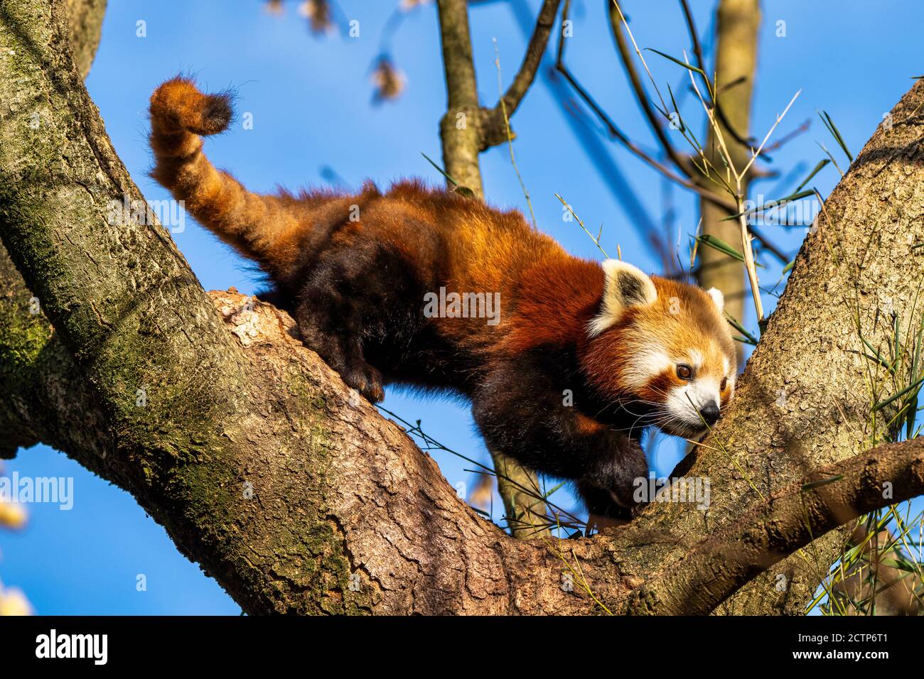 Le petit panda, Ailurus fulgens, également appelé le panda moindre et le chat rouge-ours. Banque D'Images