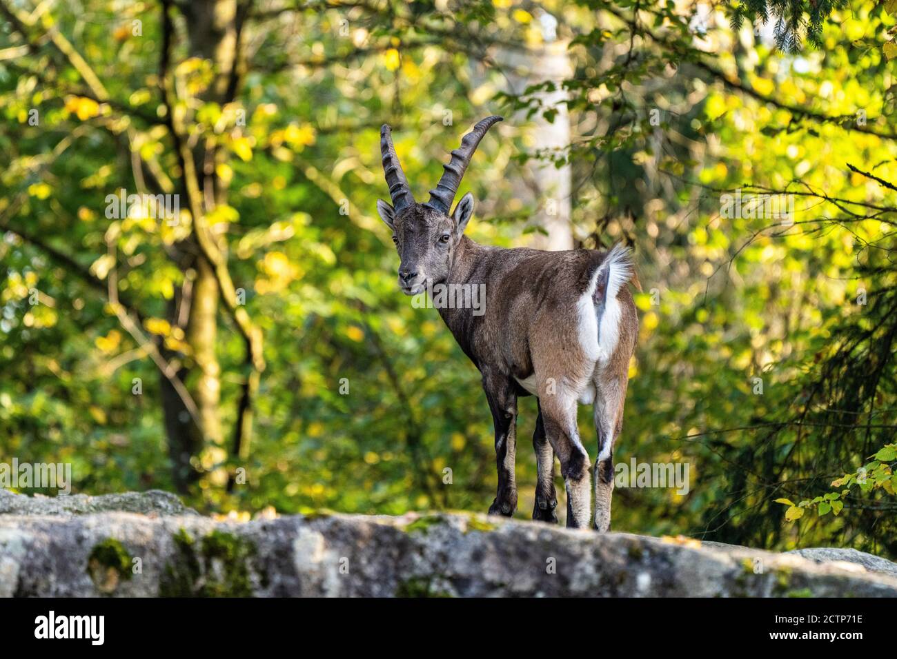 Bouquetins mâles - Capra ibex dans le zoo Banque D'Images