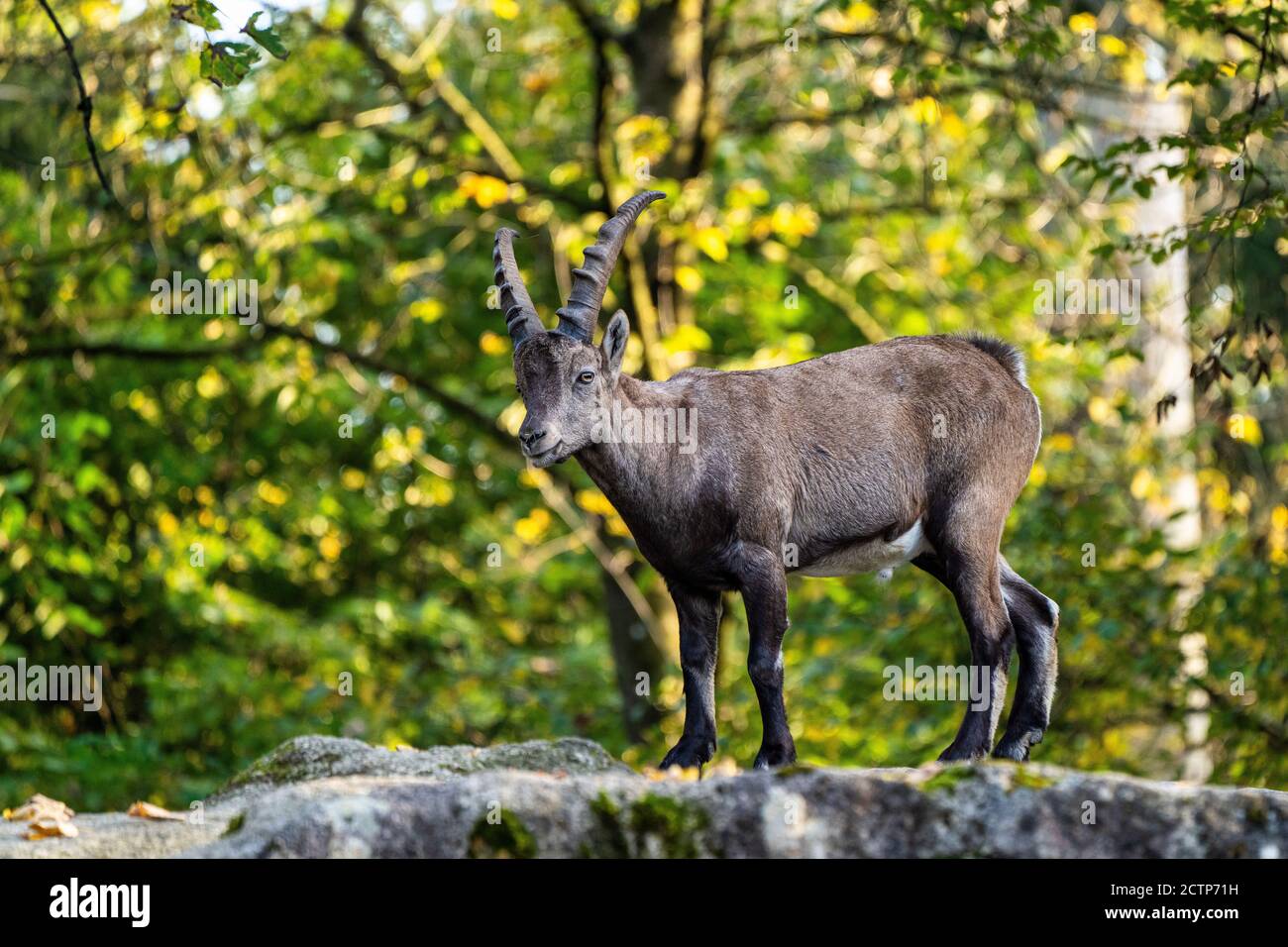 Bouquetins mâles - Capra ibex dans le zoo Banque D'Images