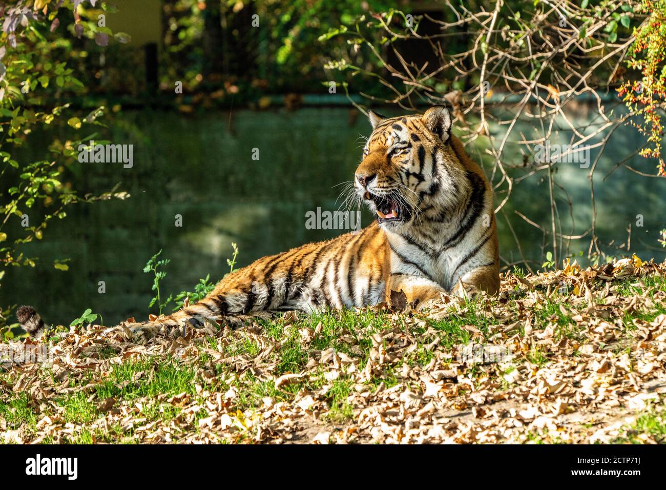 Le tigre de Sibérie, Panthera tigris altaica est le plus grand chat dans le monde Banque D'Images