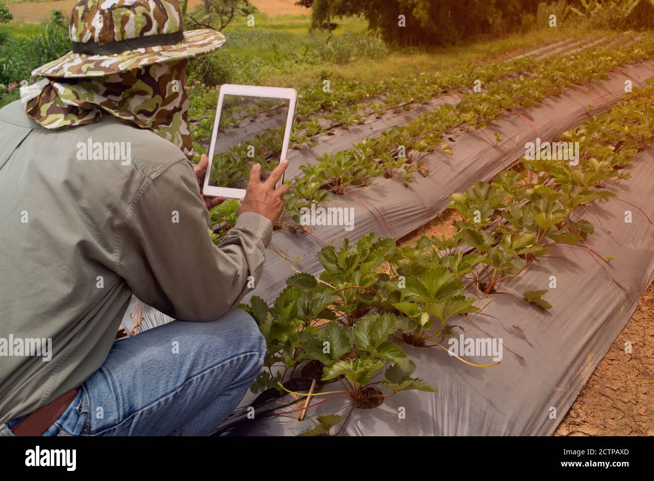 Les agriculteurs asiatiques âgés qui utilisent un comprimé pour prendre des photos de plantes de baies pour une analyse plus approfondie en laboratoire. Banque D'Images