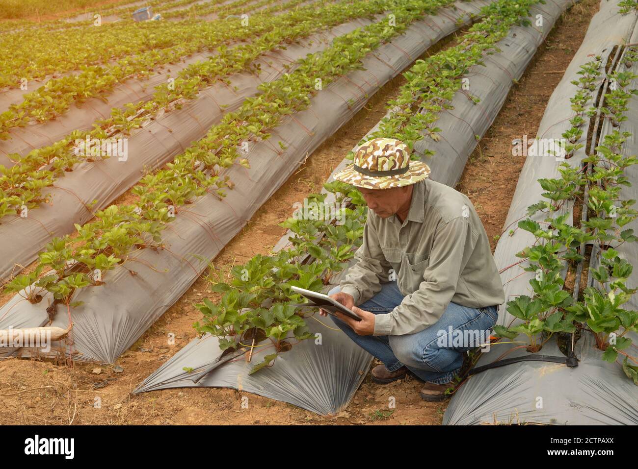 Les agriculteurs asiatiques âgés qui utilisent un comprimé pour prendre des photos de plantes de baies pour une analyse plus approfondie en laboratoire. Banque D'Images