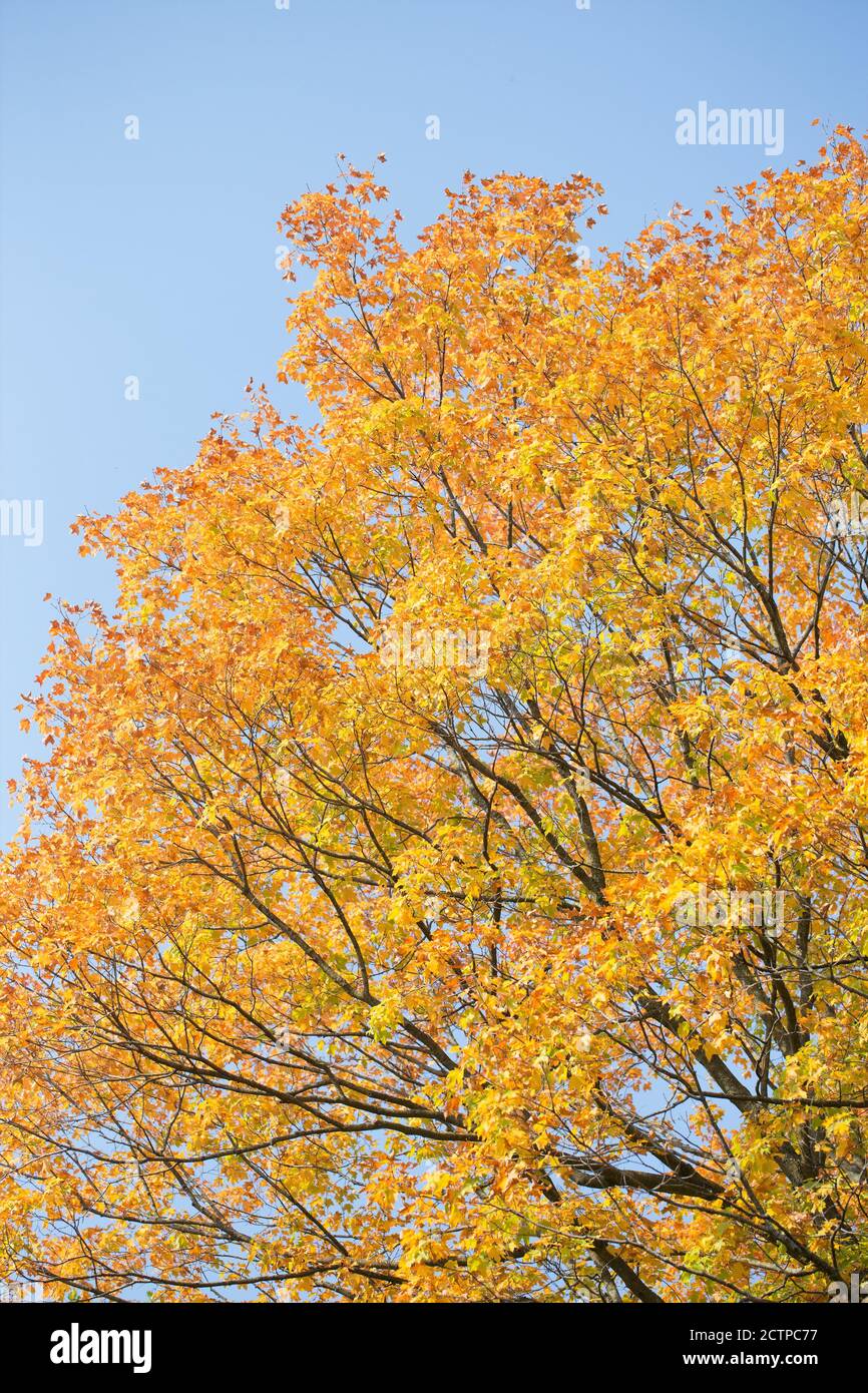 Feuilles d'automne jaune vif et orange sur un arbre à côté du ciel bleu. Banque D'Images
