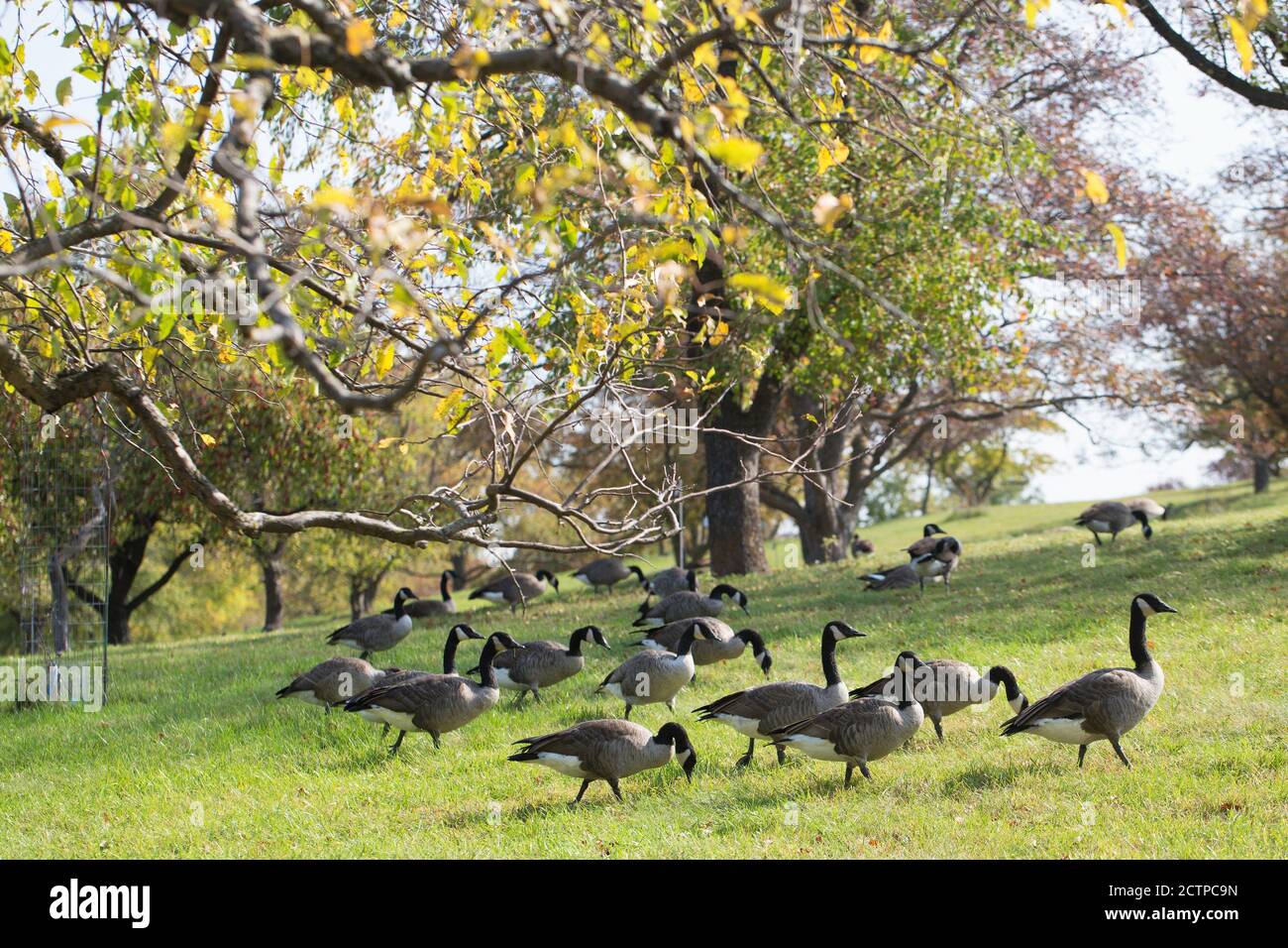Un troupeau de bernaches du Canada qui broutage dans un verger de pommes à l'arboretum du Minnesota Landscape à Chanhassen, au Minnesota, aux États-Unis. Banque D'Images