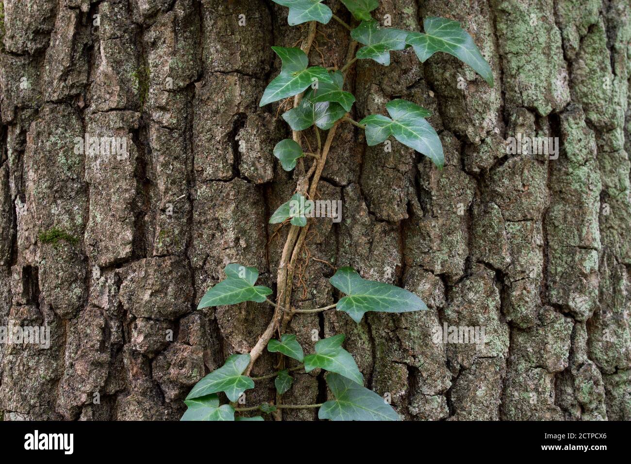 les feuilles d'ivy sur le tronc de chêne dans la forêt sélective foyer Banque D'Images