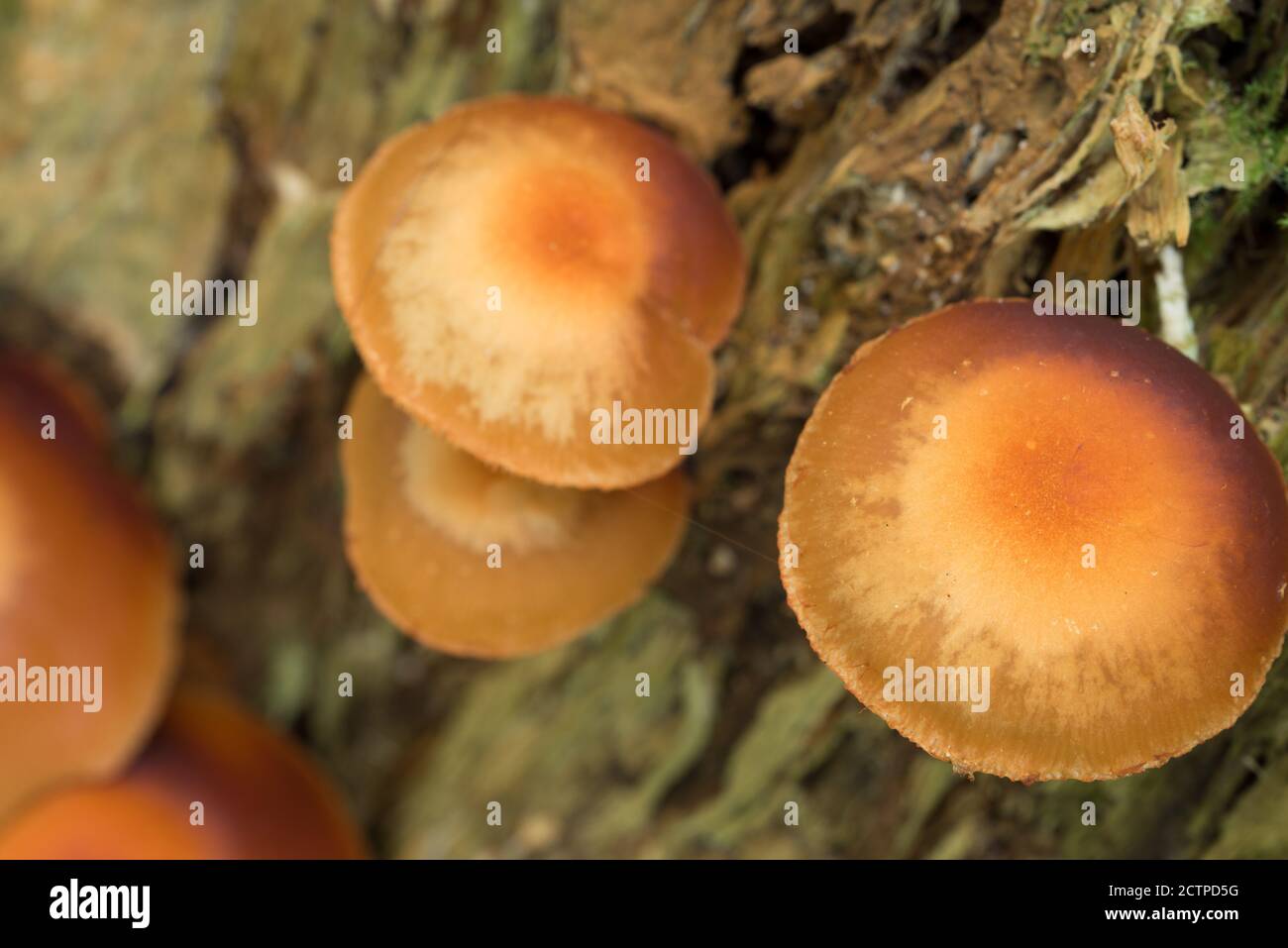 Hypholoma fasciculare, champignon tuft de soufre sur la souche de l'arbre cible sélective Banque D'Images