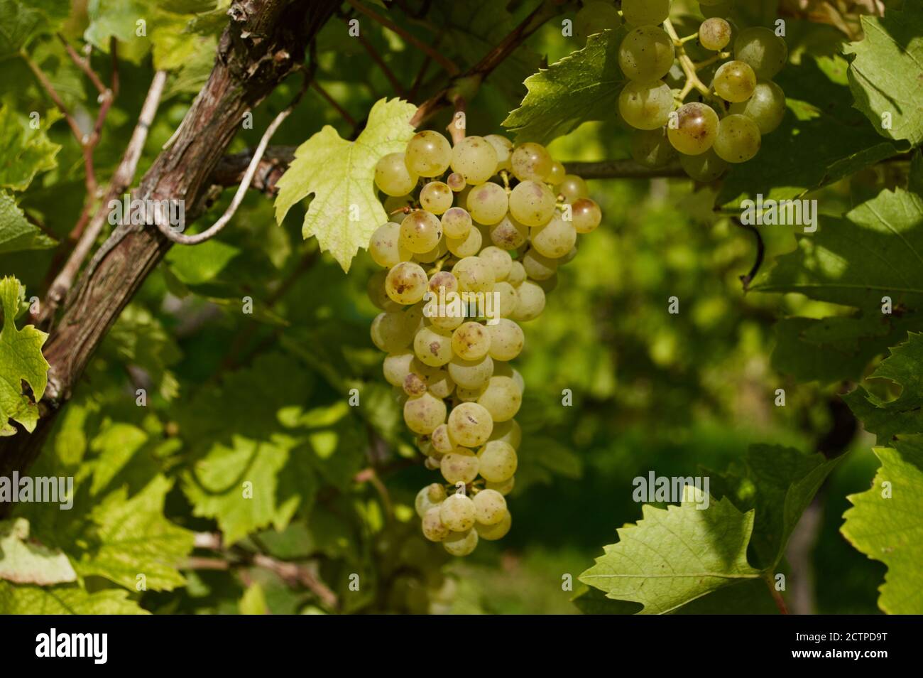Vignes au domaine Denbies Vineyard à Surrey, Royaume-Uni Banque D'Images