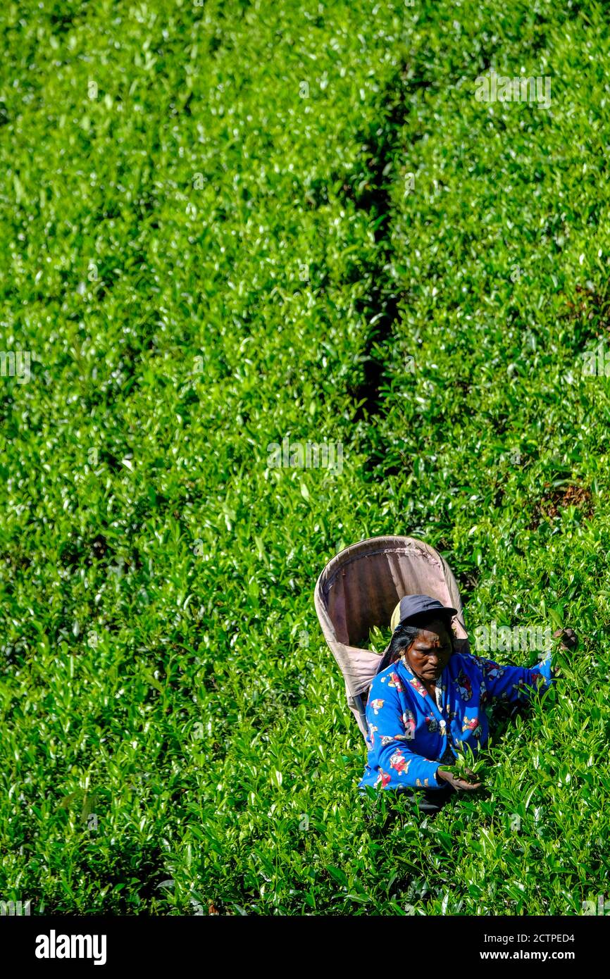 Nuwara Eliya, Sri Lanka - janvier 2020 : une femme cueille des feuilles de thé dans une plantation de thé le 24 janvier 2020 à Nuwara Eliya, Sri Lanka. Banque D'Images