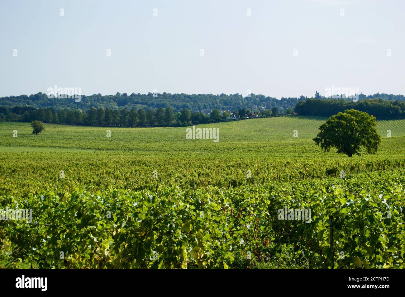 Vignes au domaine Denbies Vineyard à Surrey, Royaume-Uni Banque D'Images