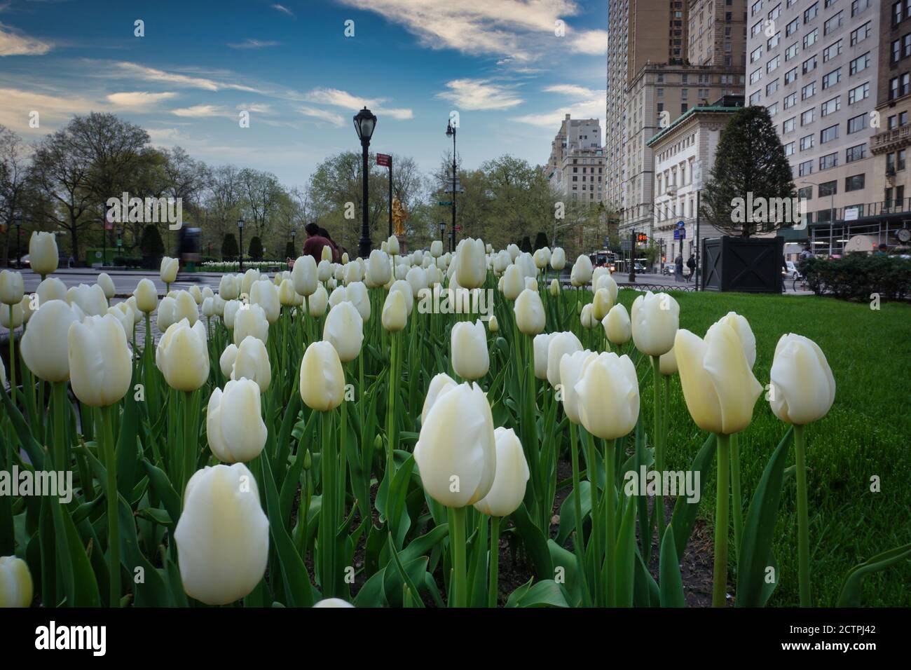 New York City, NY / USA - avril 24 2020: Tulipes blanches dans la fleur le long de la 5e Avenue à New York City pendant le printemps Banque D'Images