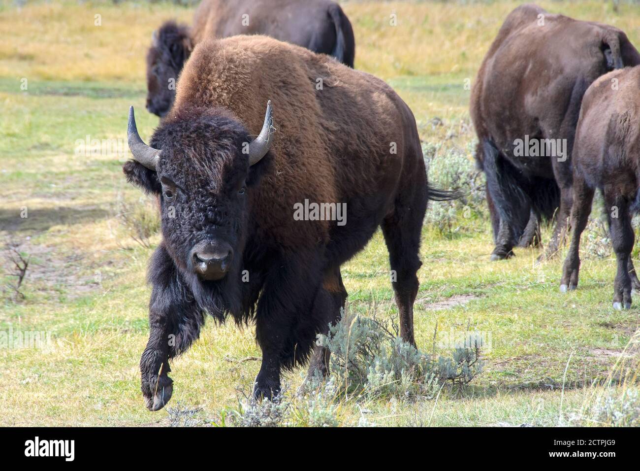 Male Buffalo dans la vallée de Lamar, parc national de Yellowstone. Banque D'Images