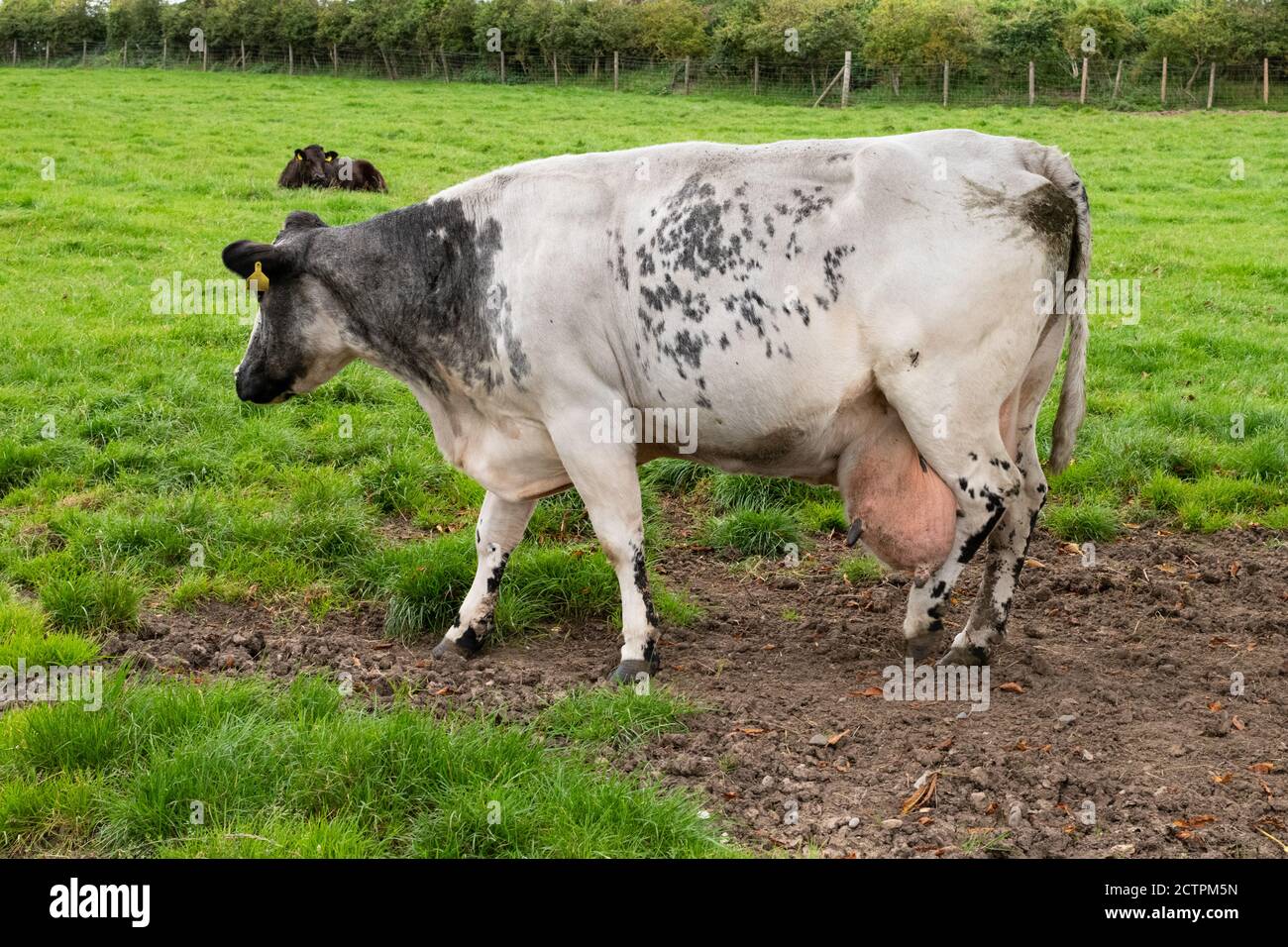 Vache avec un très grand pis suspendu au-dessous des hamacs dans le champ - ROYAUME-UNI Banque D'Images