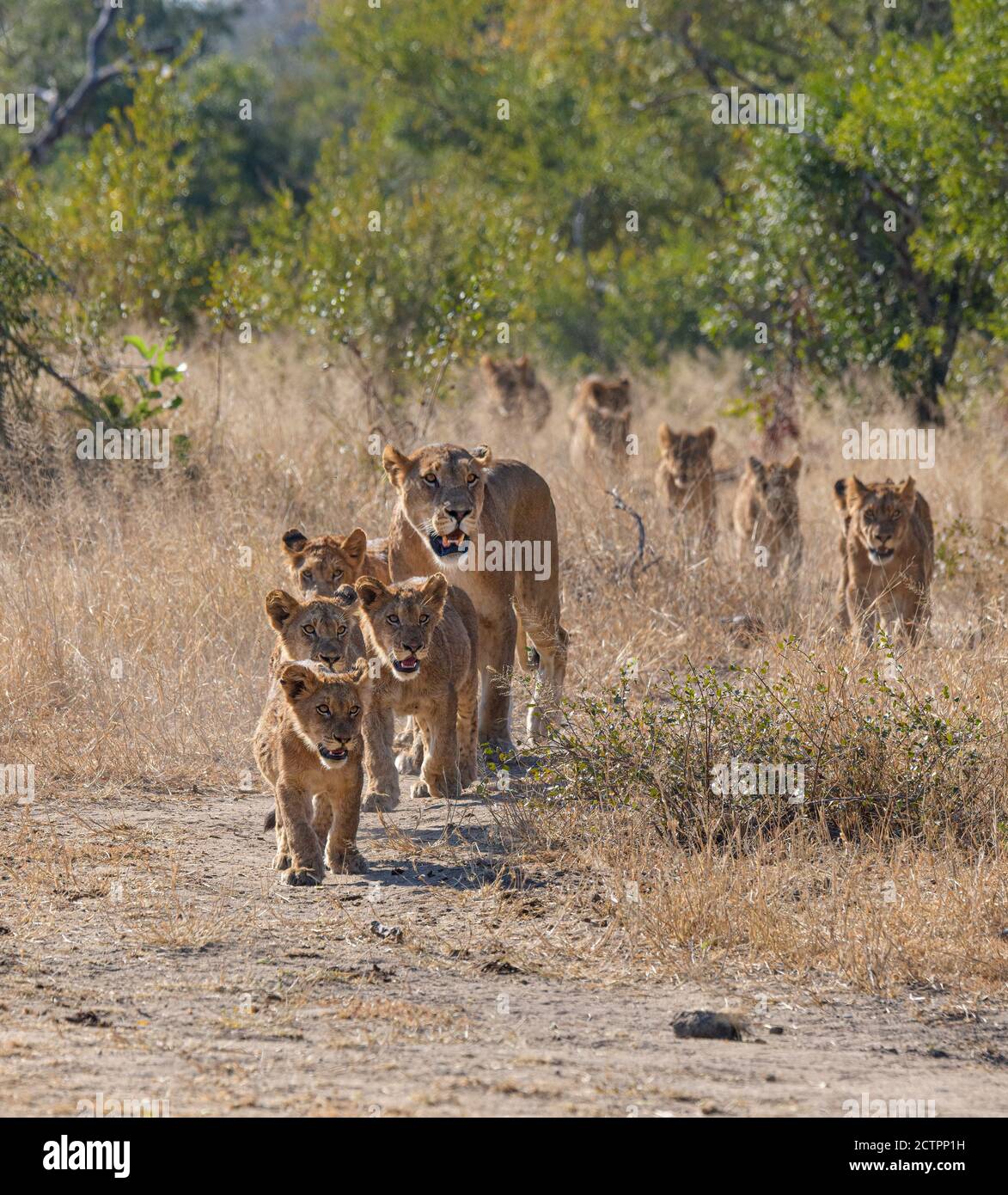 Lion Pride avec beaucoup de petits suivant la lionne Banque D'Images