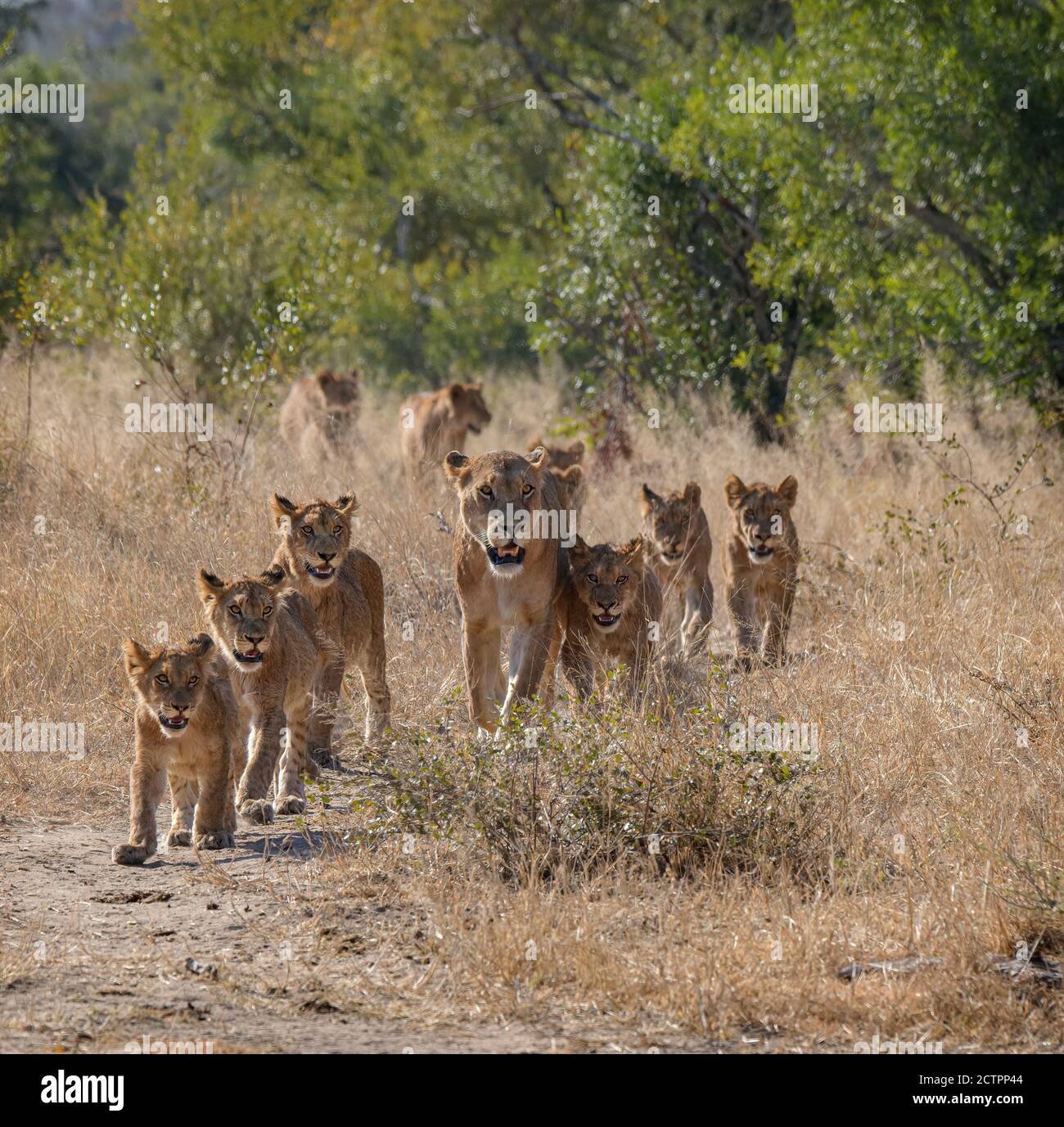 Lion Pride avec beaucoup de petits suivant la lionne Banque D'Images