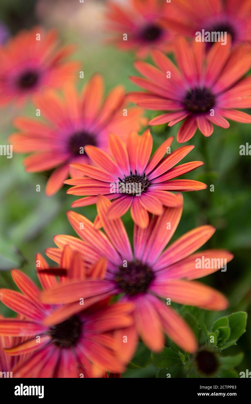 Osteospermum fleur de bronze erenity Banque D'Images
