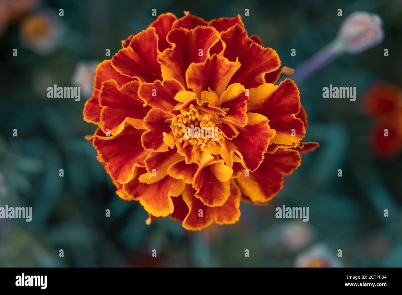 Tagetes patula, nom commun 'Honeycomb', avec des fleurs à crête et des pétales rouge acajou clair bordés de jaune foncé Banque D'Images