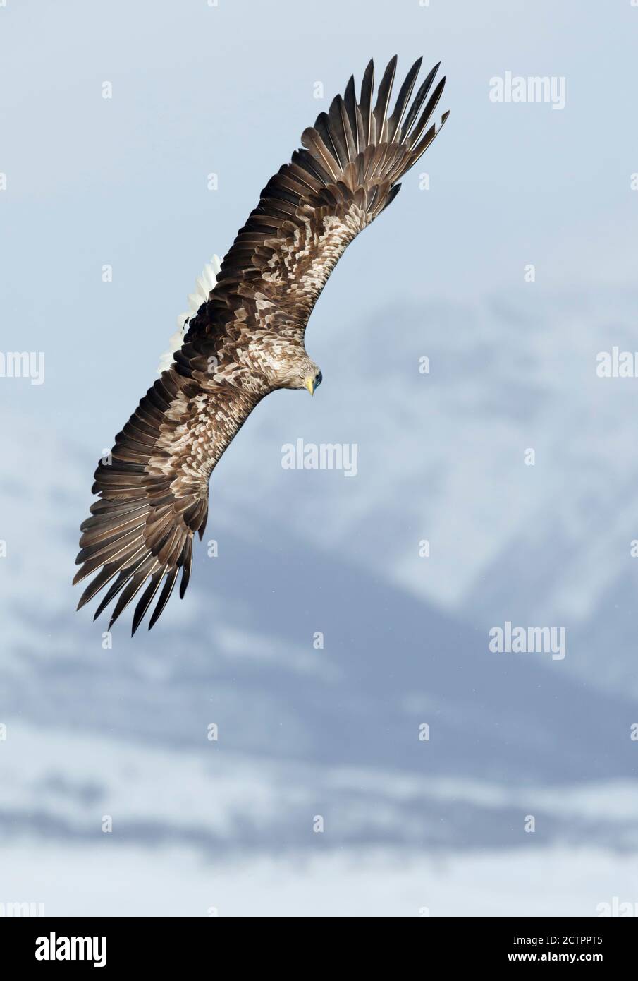Gros plan d'un aigle de mer à queue blanche en vol, en hiver en Norvège. Banque D'Images
