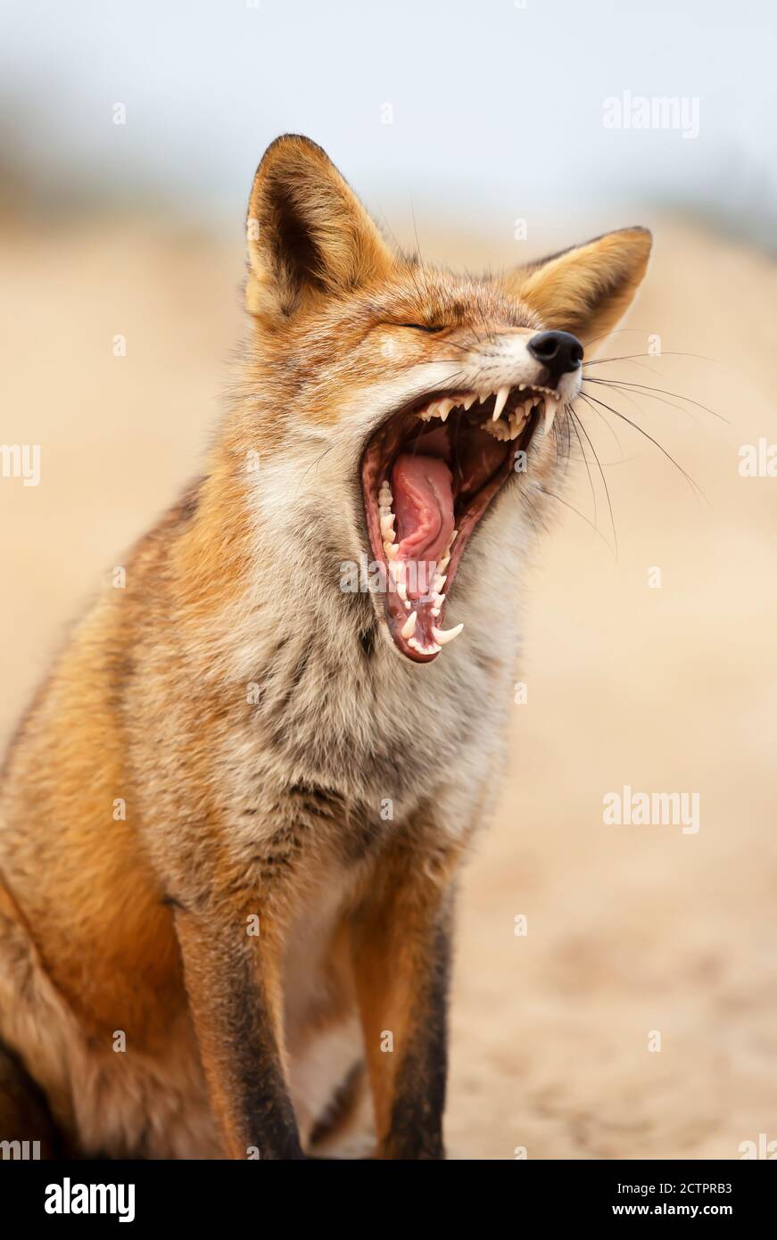 Portrait d'un renard roux béant (Vulpes vulpes). Banque D'Images