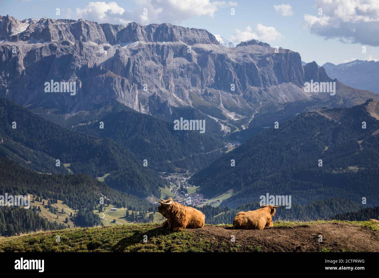 Deux longs cheptels à cornes s'assoient et admirent la vue sur la vallée, Selva di Val Gardena et le massif de Sella dans les Dolomites au-dessus de Val Gardena, en Italie. Banque D'Images