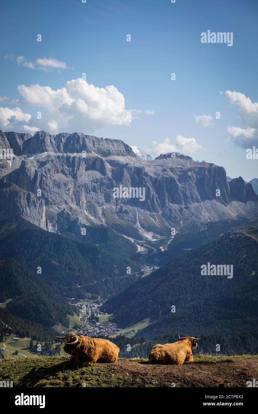 Deux longs cheptels à cornes s'assoient et admirent la vue sur la vallée, Selva di Val Gardena et le massif de Sella dans les Dolomites au-dessus de Val Gardena, en Italie. Banque D'Images