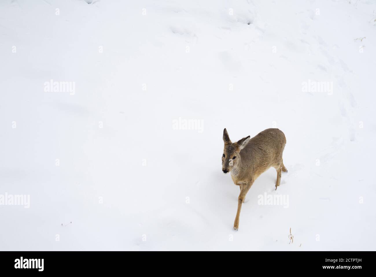 Le cerf de Virginie ou le careolus marche dans la neige en hiver avec l'espace de copie. Vue demi-profil. Banque D'Images