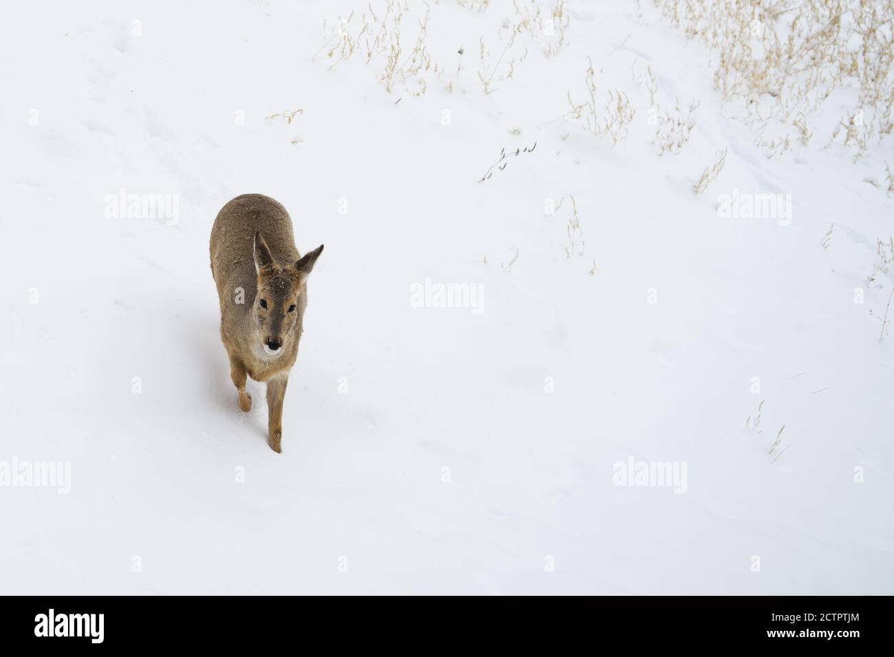 Le cerf de Virginie ou le careolus marche dans la neige en hiver avec l'espace de copie. Vue avant ou face. Banque D'Images