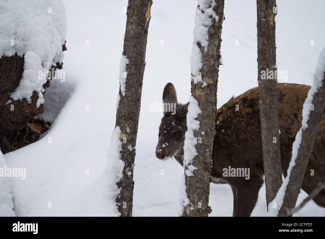 Le cerf porte-musc mâle se cachant derrière les troncs d'arbres dans une forêt d'hiver sur fond de neige. Le fang est visible. Gros plan. Banque D'Images