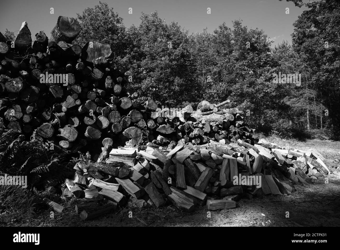 Bois de bois empilés dans un tas dans la forêt. Ile-de-France, France. Grumes d'arbre fraîchement coupées préparées en automne pour le chauffage hivernal par temps froid. Timbe Banque D'Images