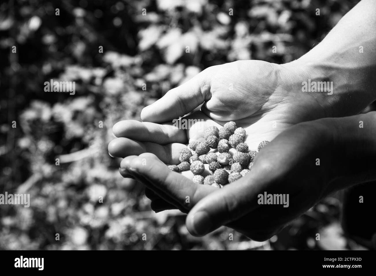 Homme donnant des fraises sauvages fraîchement cueillies. Souvenirs d'été. Photo noir et blanc. Banque D'Images