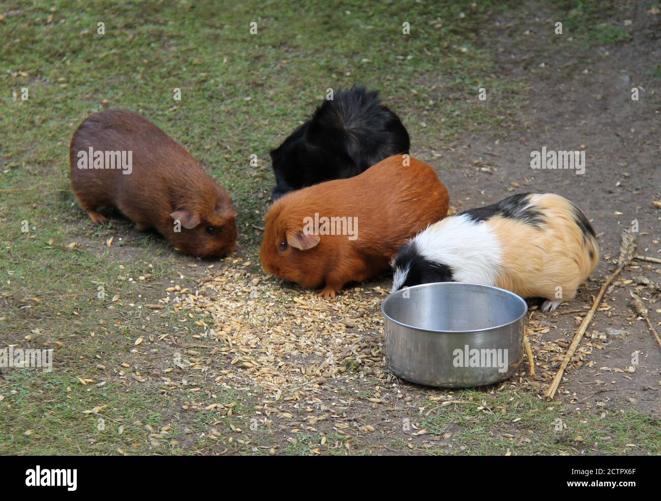 Un groupe de quatre cochons de Guinée se nourrissant du sol. Banque D'Images